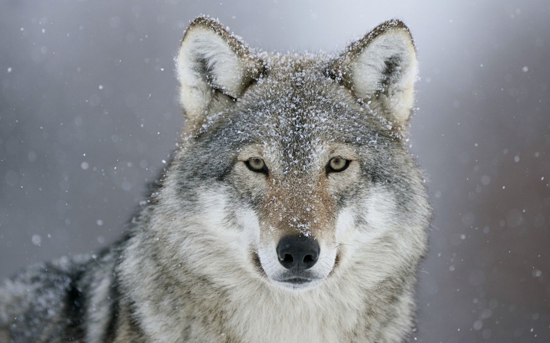 tiere säugetier wolf tierwelt raubtier hundeführer schnee natur frostig winter wild tier im freien fleischesser porträt