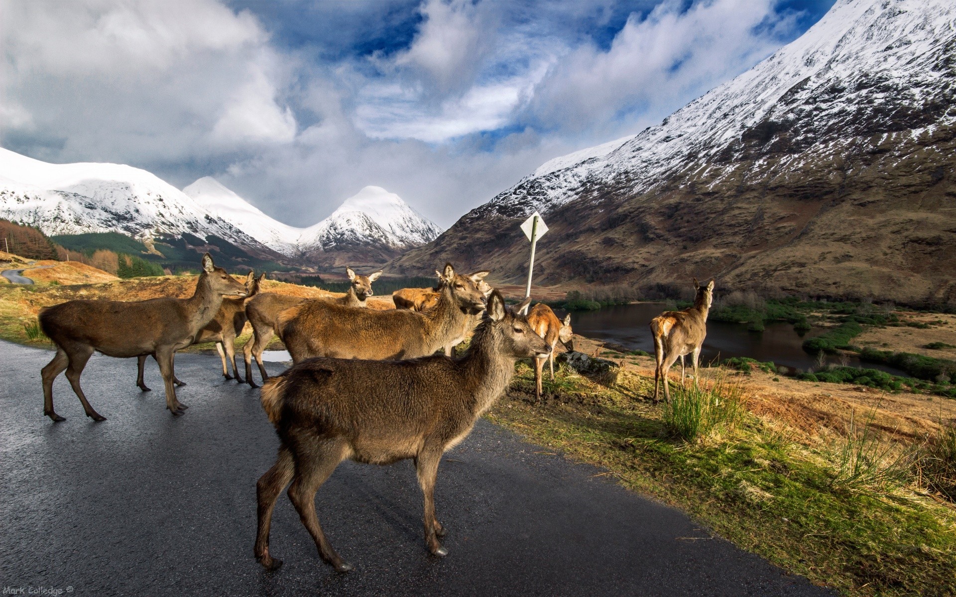 animais ao ar livre montanhas mamífero neve natureza viagens paisagem grama feno rocha