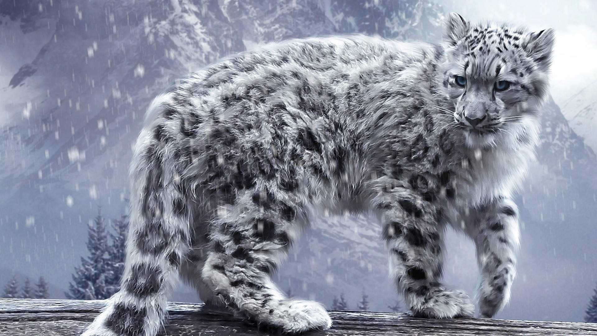 animals mammal wildlife nature animal cat fur snow wild winter outdoors big zoo predator portrait carnivore