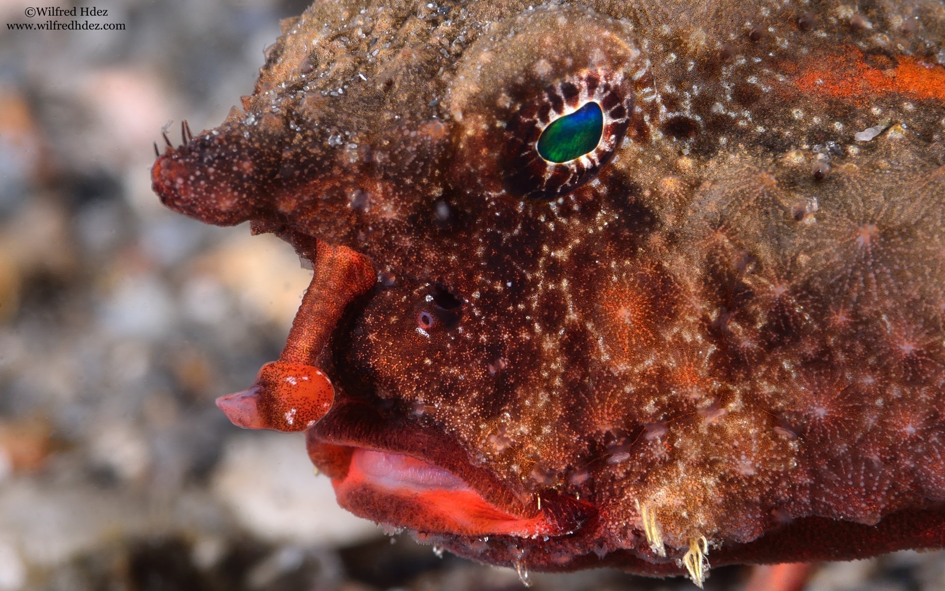 amphibians underwater invertebrate fish sea nature animal ocean marine food coral starfish wildlife close-up