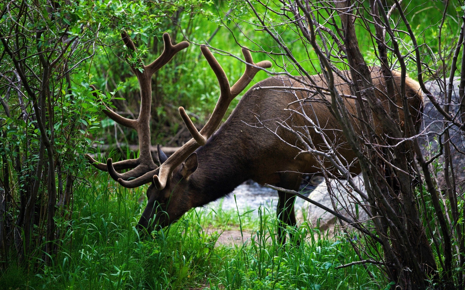 animaux cerf bois panthère faune mammifère nature elk enterrement de vie de garçon parc herbe animal sauvage réservoir arbre taureau environnement grand grand