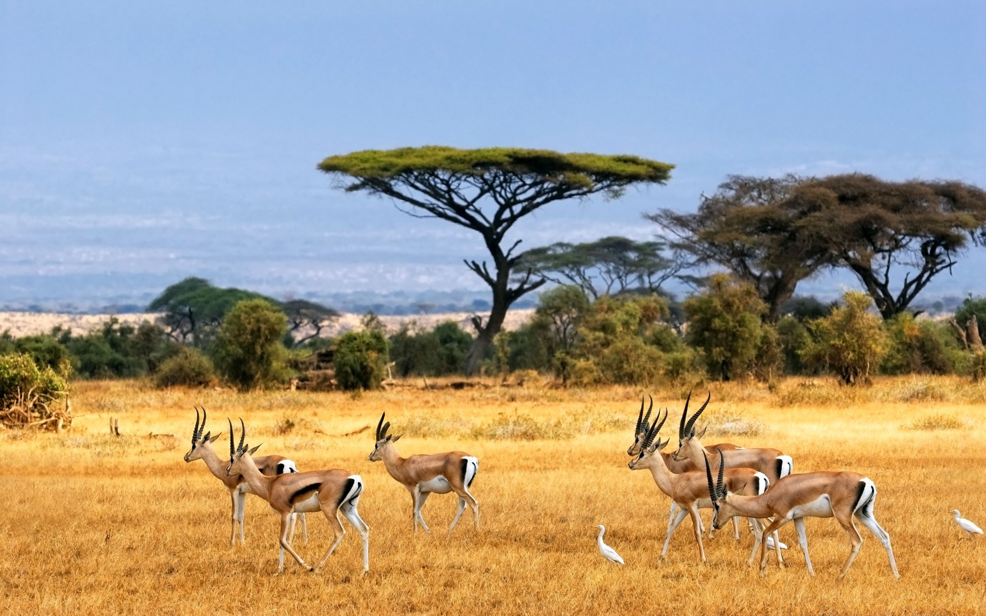 animaux safari mammifère antilope la faune la savane gazelle herbe animal pâturage voyage à l extérieur la nature sauvage bush herbivore jeu désert parc