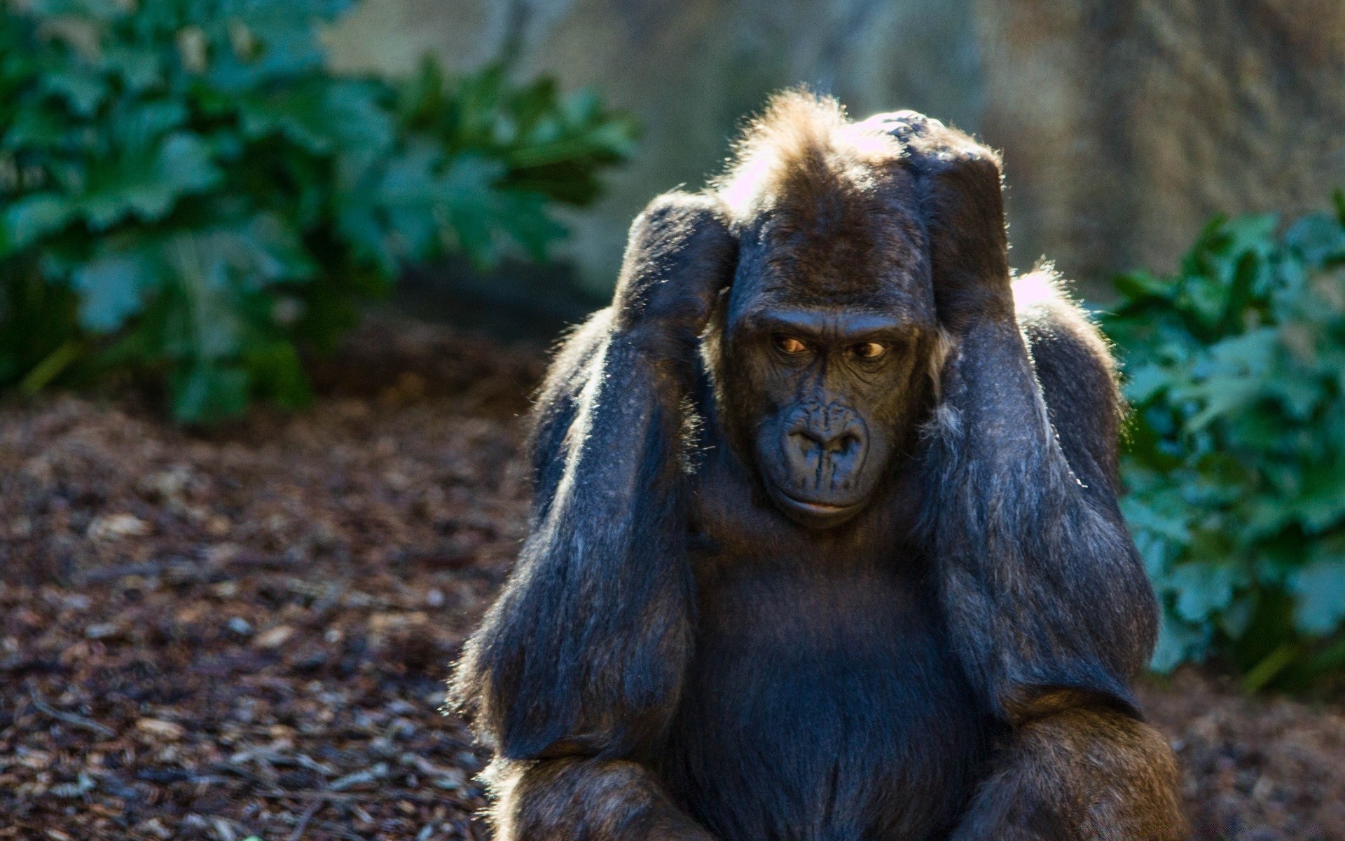 tiere säugetier affe vorsteher tierwelt krümmen porträt zoo holz natur im freien