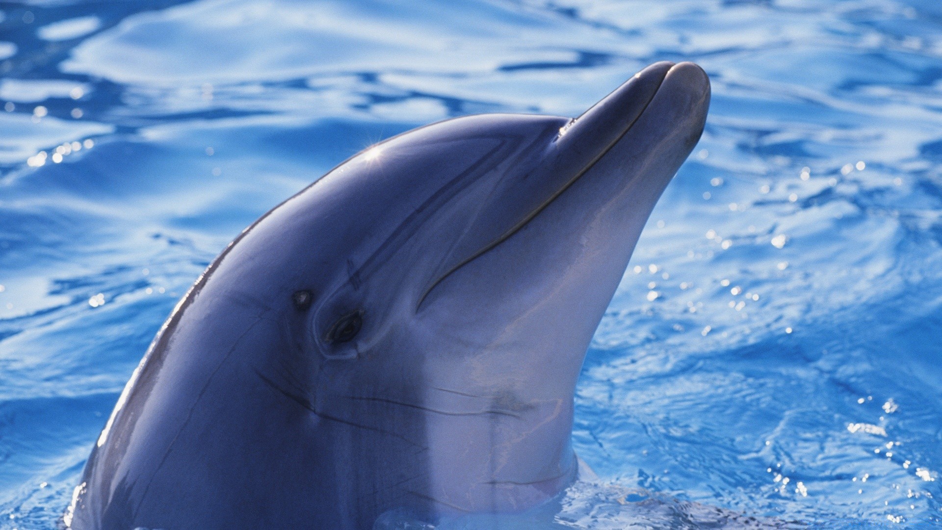 animais marinhos sopradores baleia golfinho água natação subaquático oceano ao ar livre mamífero luz do dia mar gelado barbatana piscina frio natureza aquário um