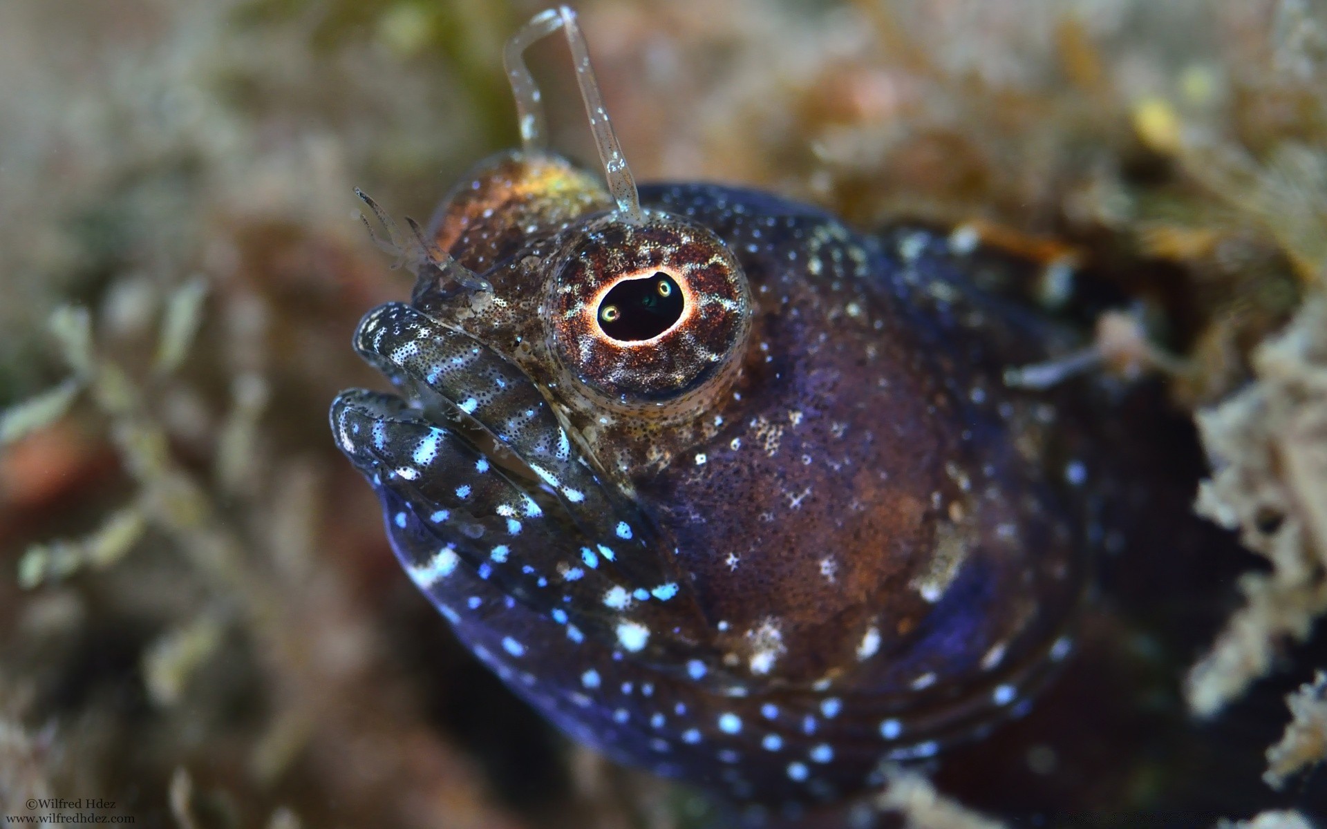 zwierzęta morskie podwodny bezkręgowce ryby zwierzę przyrody natura tropikalny rafa koralowa morze ocean woda wodny morski nurkowanie łódź podwodna egzotyczne