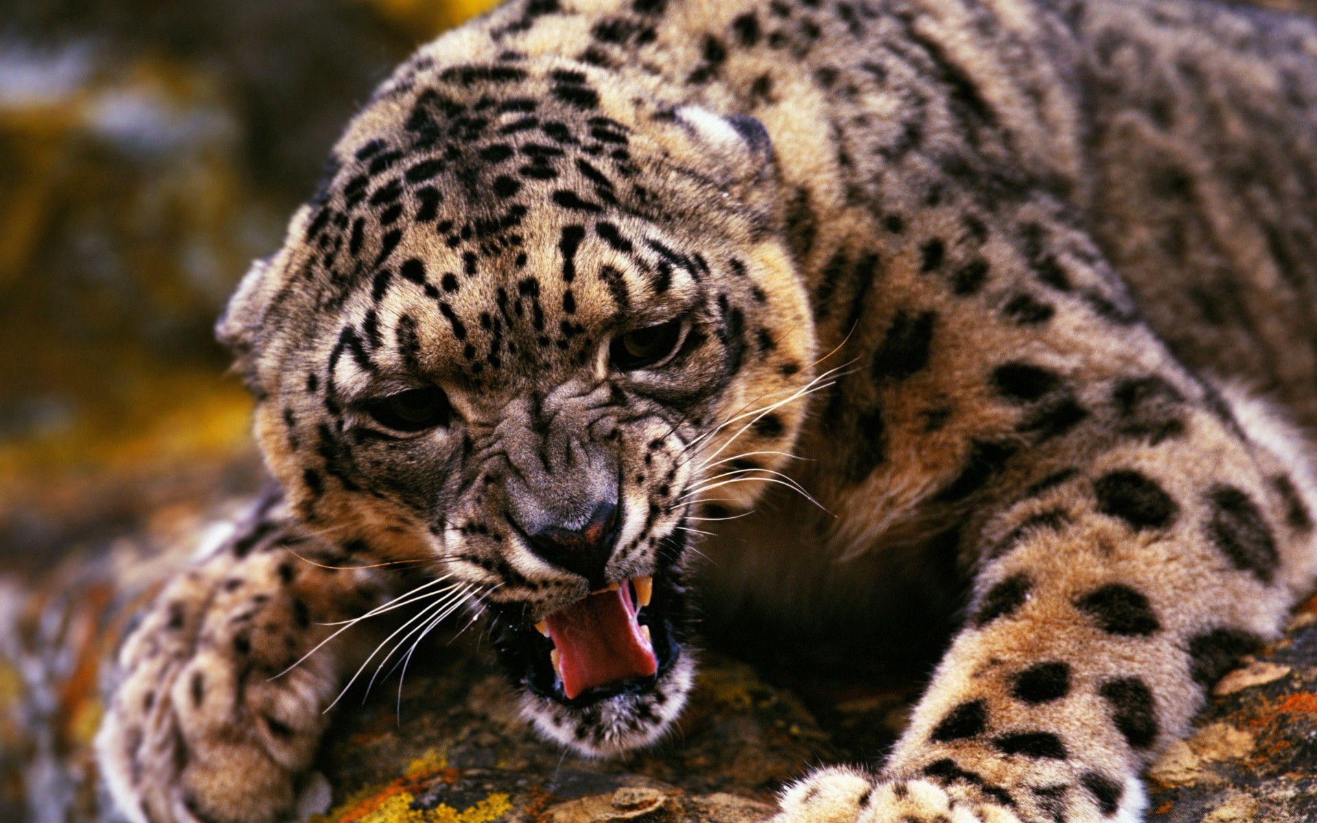 animaux faune chat mammifère animal nature zoo prédateur léopard sauvage fourrure mangeur de viande chasseur safari grand tigre jungle danger tête portrait chasse