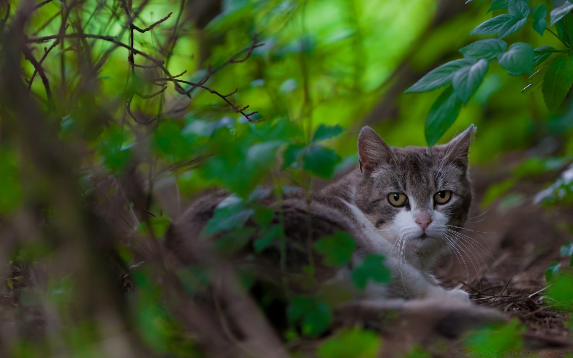 animaux nature chat à l extérieur feuille jardin animal mignon arbre sauvage