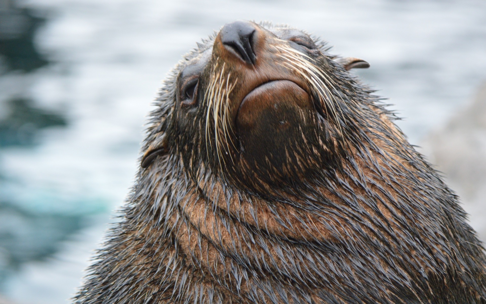 amphibians wildlife mammal seal animal nature fur wild otter water cute frosty portrait outdoors ocean