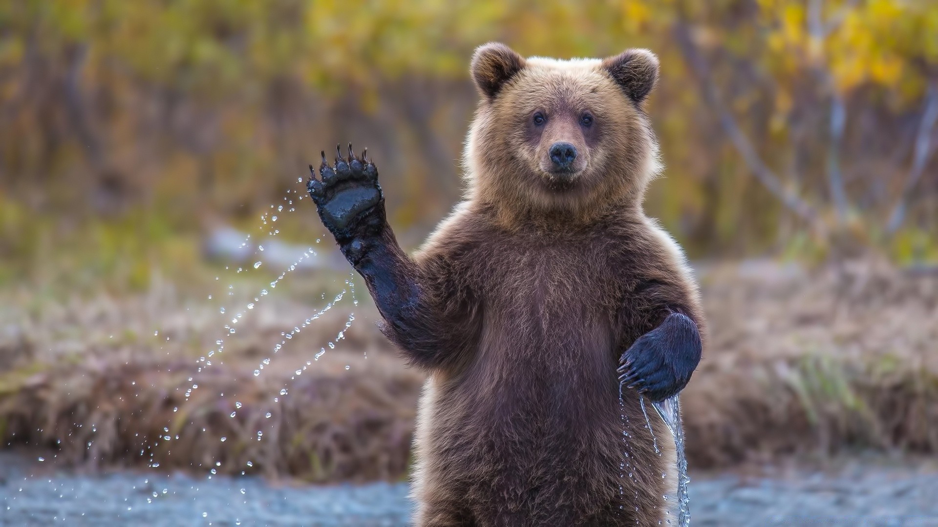 tiere säugetier tierwelt natur tier im freien fell wild raubtier