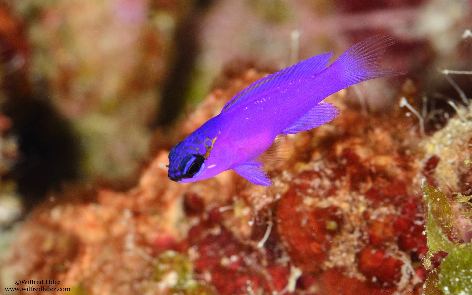 animales marinos bajo el agua peces naturaleza coral tropical océano agua mar vida silvestre al aire libre arrecife color exótico