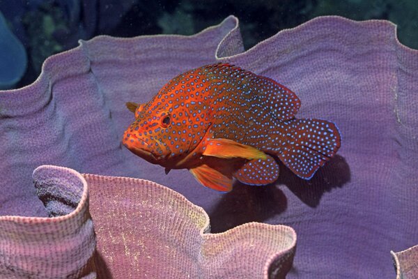 Underwater marine animal fish