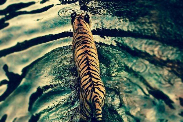 Le tigre est entré dans l eau pour chasser