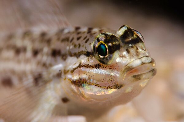 Kleine Fische unter Wasser