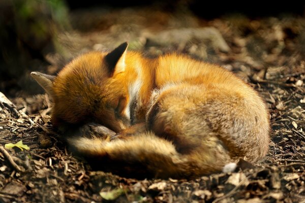 The fox curled up into a ball. Nature