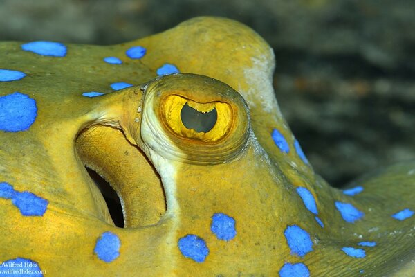 Schöne Fische der Unterwasserwelt