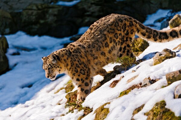 Il leopardo scende per la preda dalle montagne