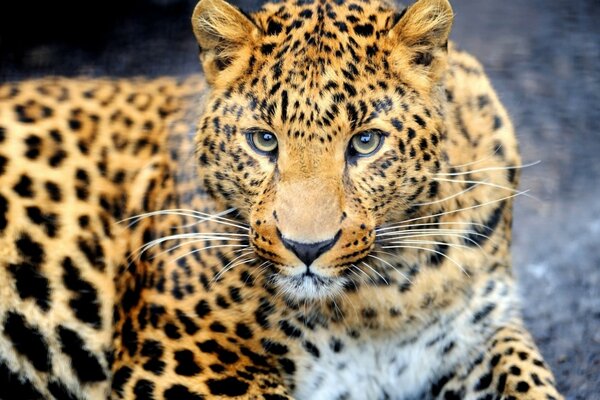 Leopardo macchiato in natura