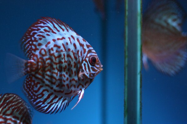 Beautiful white fish with red stripes