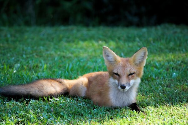 The photographer captured a sleepy fox