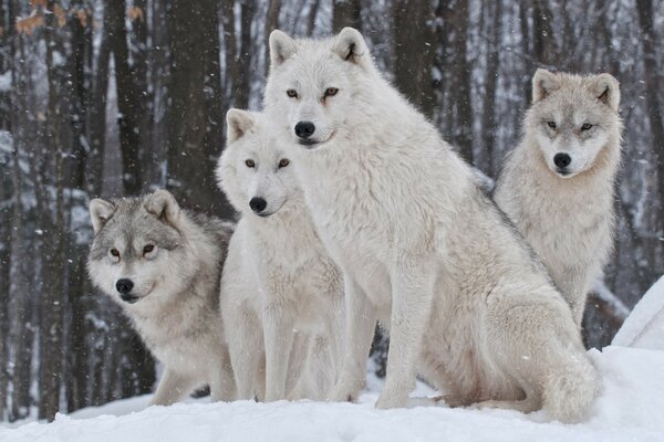 A pack of white wolves in winter