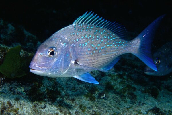 Poisson brillant sur le fond de l océan