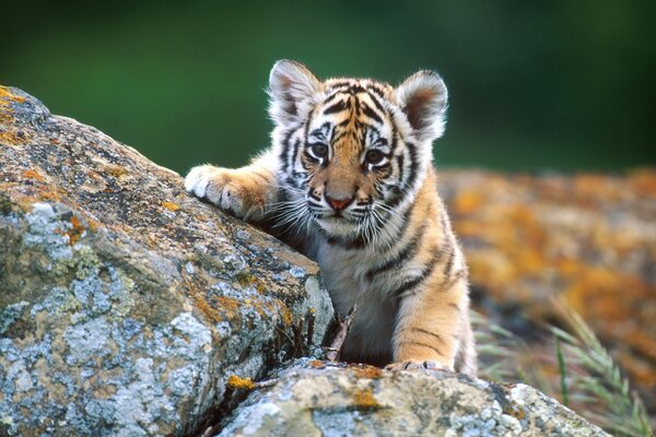 Una piccola tigre si arrampica su una roccia