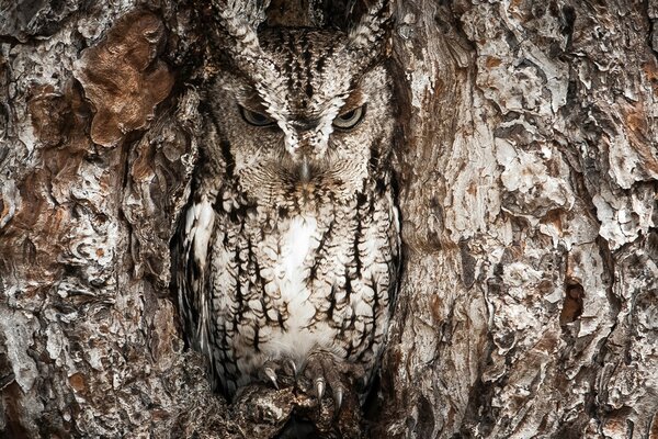 Ağacın oyuğunda bir baykuşun fotoğrafı