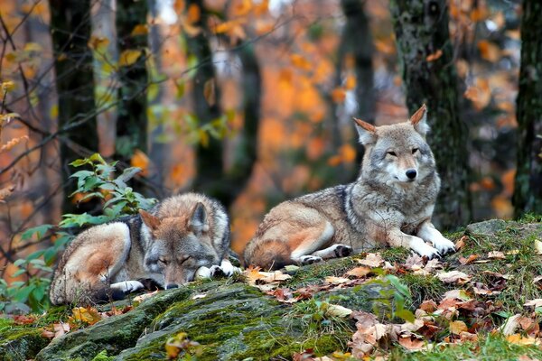 Lupi selvaggi nella realtà della fauna selvatica