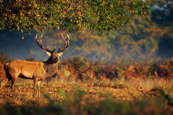 Beau cerf dans la nature