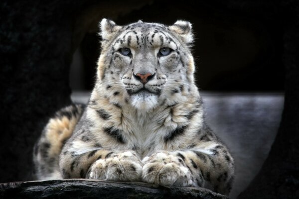 Bellissimo animale della fauna selvatica