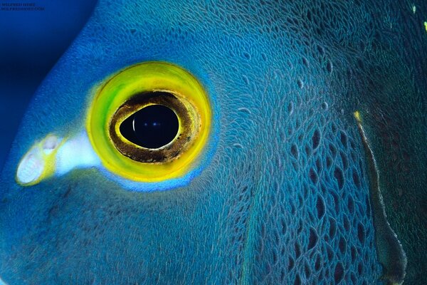 Occhio di un animale subacqueo Marino