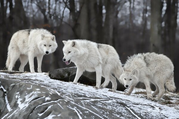 Predatory wolves on a winter day