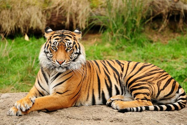 Tigre nel suo habitat naturale