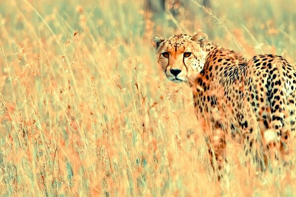 Leopard wartet auf Opfer im Gebüsch