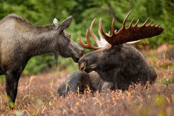 Two moose resting in a clearing