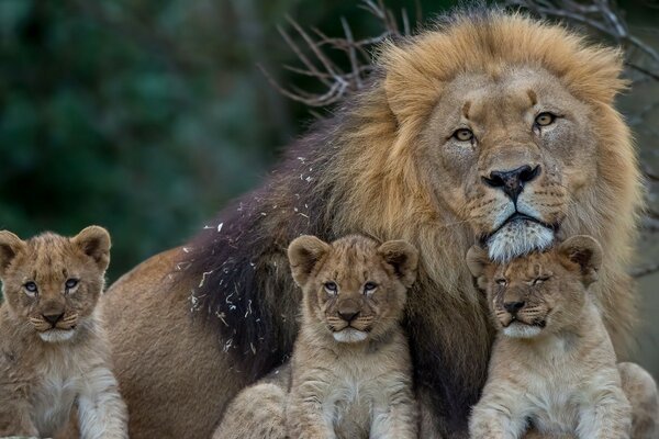 Tiere der wilden Natur, Familie Lvivporträt einen Mann aus dem Film, der den Krieg verlor