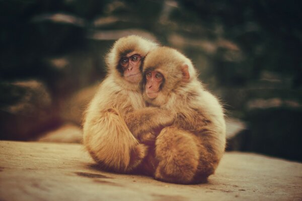 Beautiful monkeys of the wild