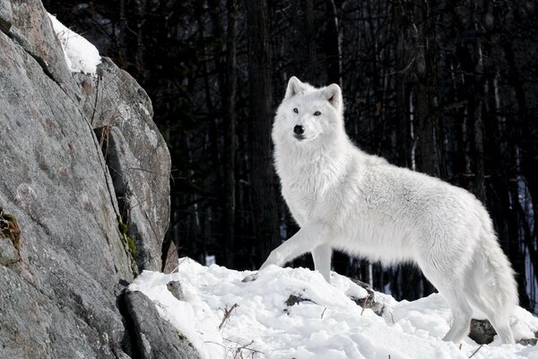 Mira esta maravilla de la naturaleza: el lobo blanco