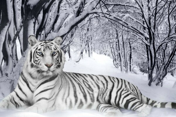 A white tiger in a snowy forest