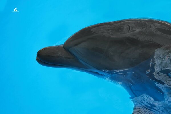 Dauphin nage dans l eau bleue