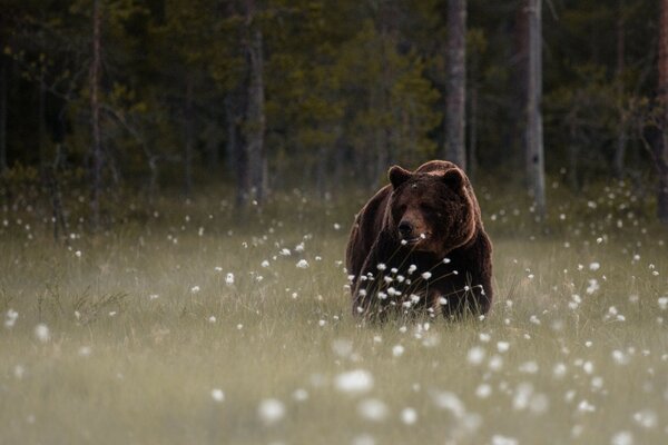 A bear in search of food