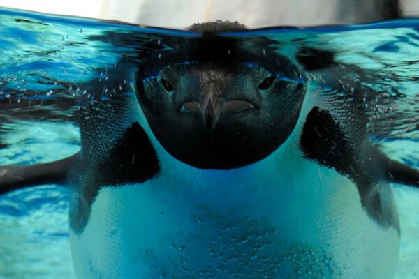 The penguin is underwater. Ocean