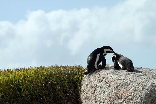 Pinguini sulla pietra natura all aperto