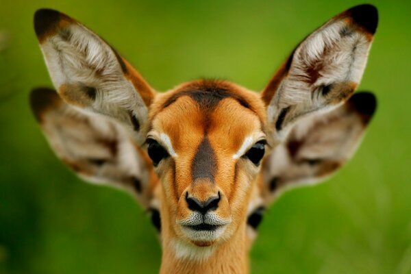 Animal mignon dans la nature