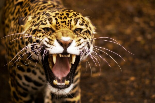 El leopardo ha descubierto sus colmillos. Gato