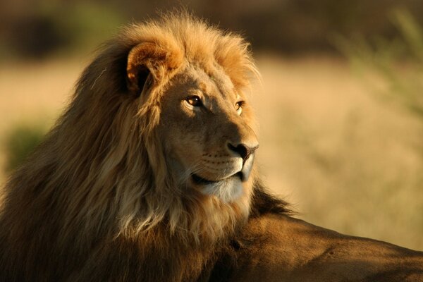 Grand Lion puissant dans le désert