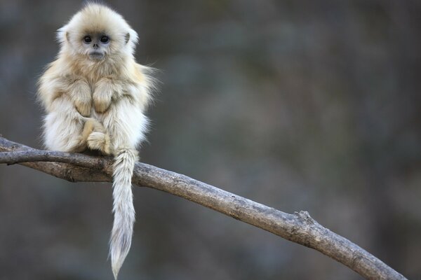 A monkey is sitting on a tall tree