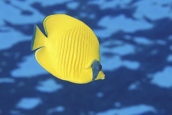 Poisson jaune dans l eau bleue