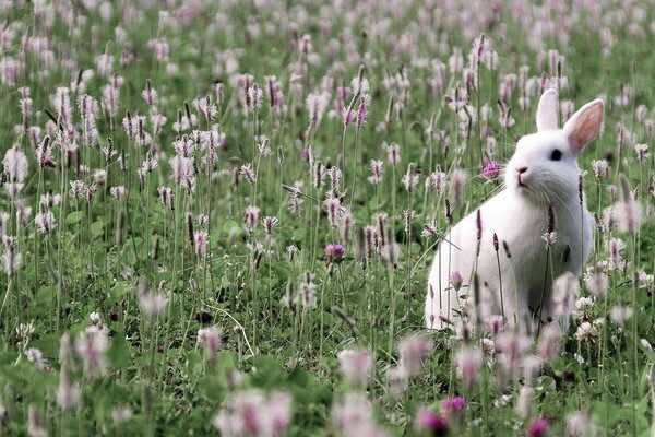 A white rabbit on a green lawn