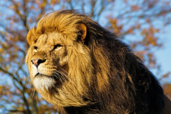 Un Lion fort regarde au loin